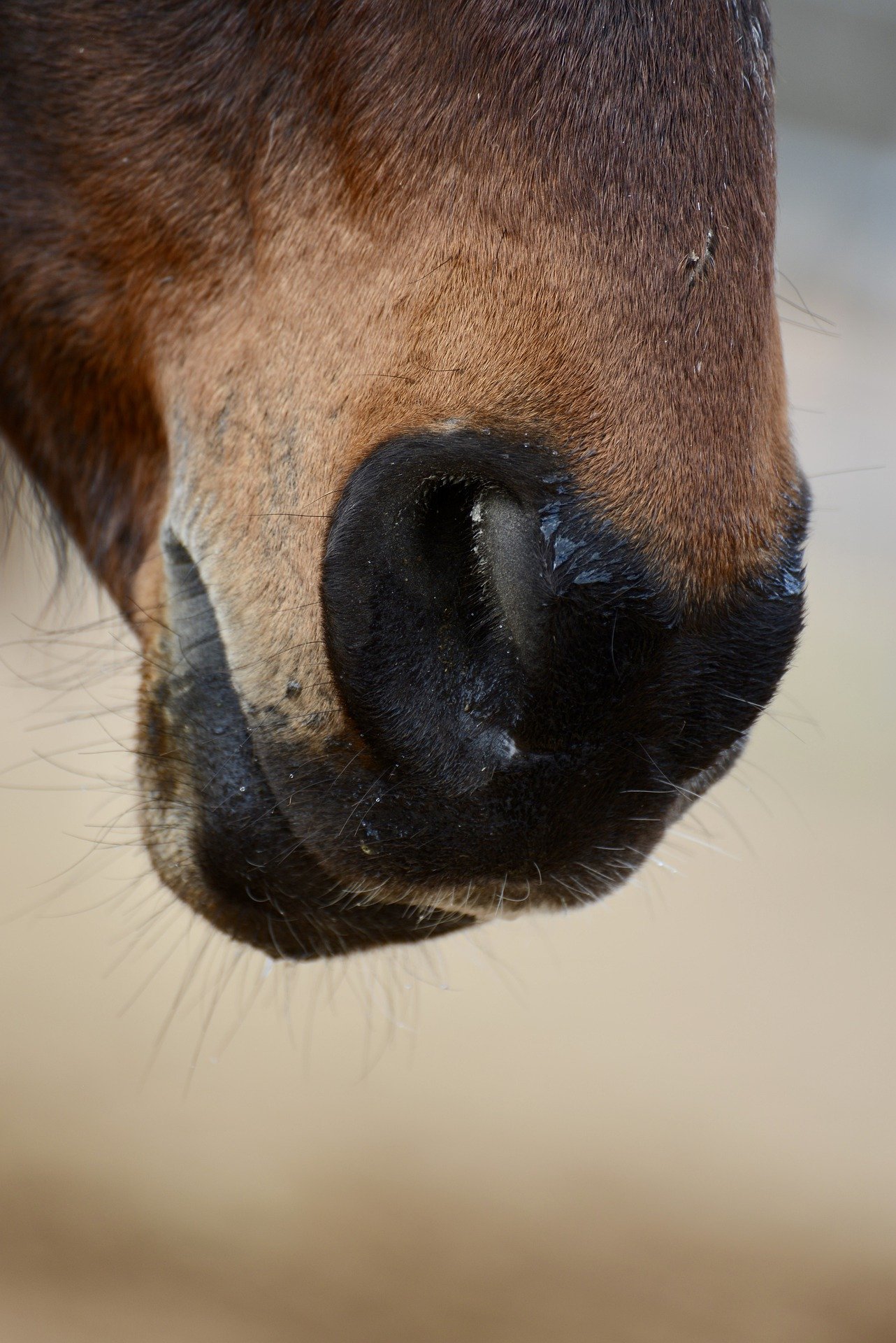 Horse nose